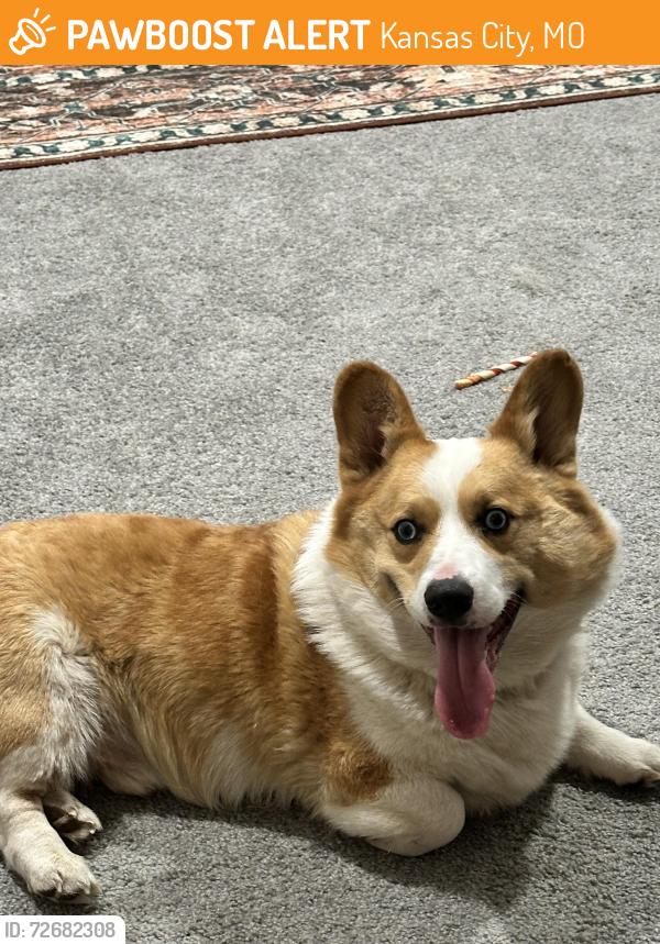 Found/Stray Male Dog last seen Was on the interstate close to the Van Brunt exit, Kansas City, MO 64128