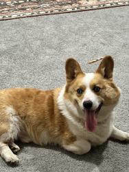 Found/Stray Male Dog last seen Was on the interstate close to the Van Brunt exit, Kansas City, MO 64128
