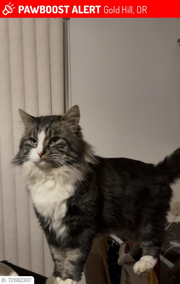 Lost Male Cat last seen Lampman rd and garden row gold hill Oregon , Gold Hill, OR 97525