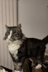Lost Male Cat last seen Lampman rd and garden row gold hill Oregon , Gold Hill, OR 97525