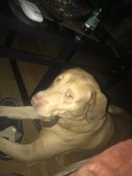 Lost Male Dog last seen Main Street , Matteson, IL 60461
