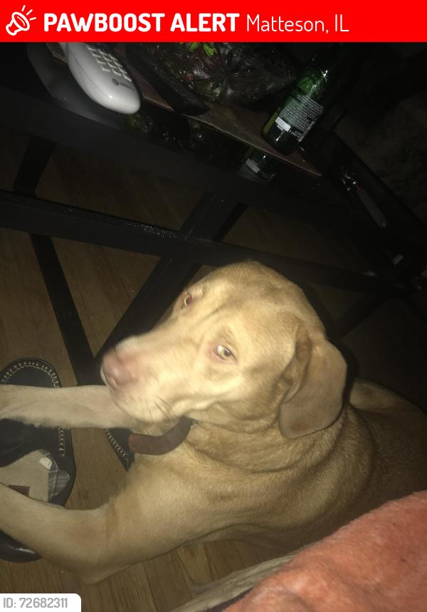 Lost Male Dog last seen Main Street , Matteson, IL 60461