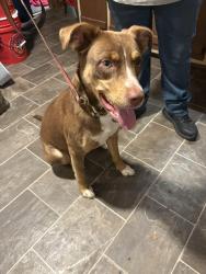 Found/Stray Female Dog last seen Decatur Pike, Athens, TN Eon Gas station, Riceville, TN 37370