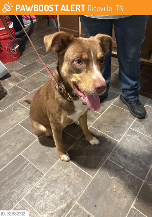 Found/Stray Female Dog last seen Decatur Pike, Athens, TN Eon Gas station, Riceville, TN 37370