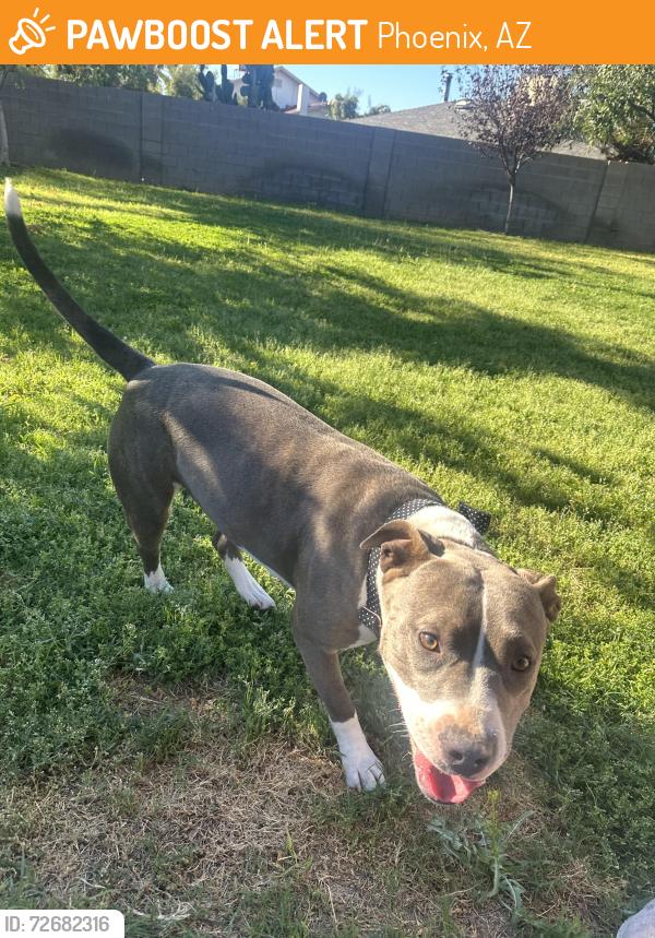 Found/Stray Female Dog last seen Thunderbird and 43rd ave, Phoenix, AZ 85053