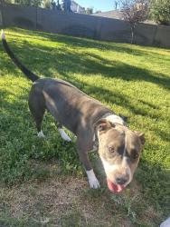 Found/Stray Female Dog last seen Thunderbird and 43rd ave, Phoenix, AZ 85053