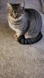 Lost Female Cat last seen Dennis rd and Old Brock rd., Brock, TX 76087