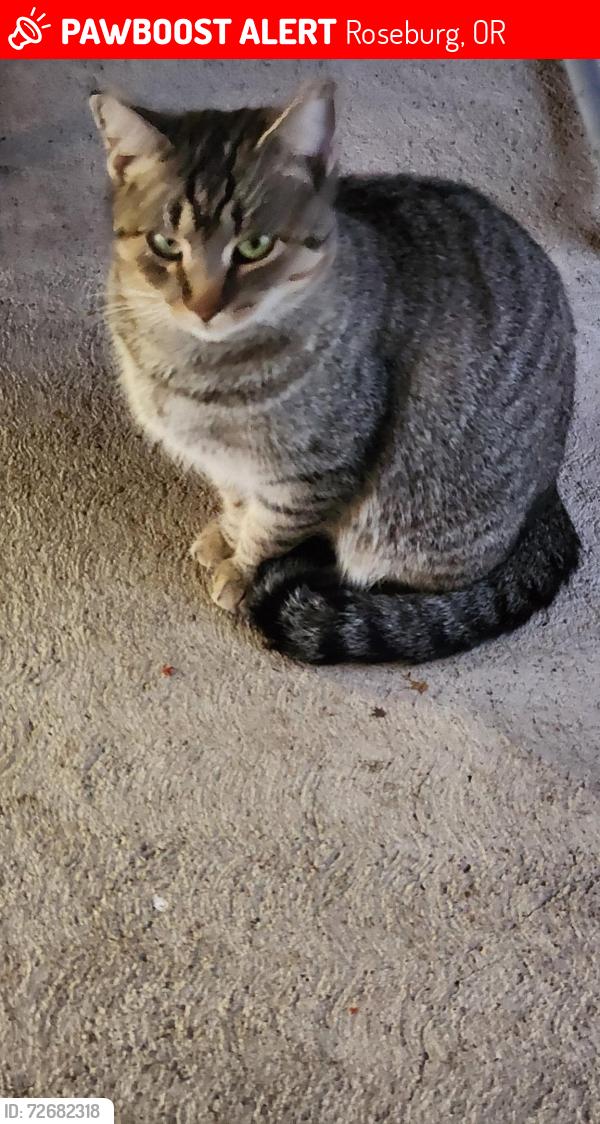 Lost Female Cat last seen Dennis rd and Old Brock rd., Brock, TX 76087