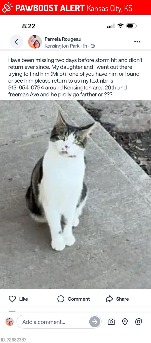 Lost Male Cat last seen Freeman Ave and 29th st, Kansas City, KS 66102