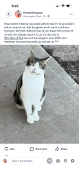 Lost Male Cat last seen Freeman Ave and 29th st , Kansas City, KS 66102
