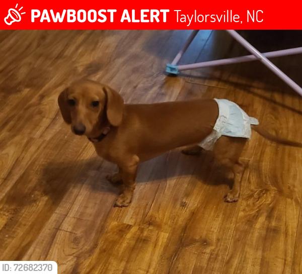 Lost Female Dog last seen Near Dandelion Dr Taylorsville NC 28681, Taylorsville, NC 28681