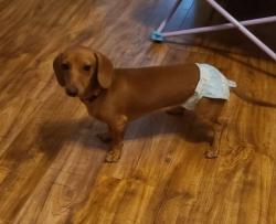 Lost Female Dog last seen Near Dandelion Dr Taylorsville NC 28681, Taylorsville, NC 28681