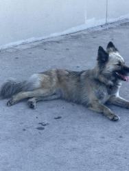 Found/Stray Unknown Dog last seen Shopping center H-E-B Dutch brothers golds gym pawn shop , San Antonio, TX 78227