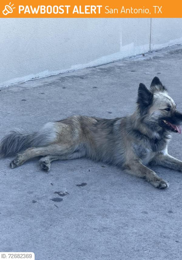 Found/Stray Unknown Dog last seen Shopping center H-E-B Dutch brothers golds gym pawn shop , San Antonio, TX 78227