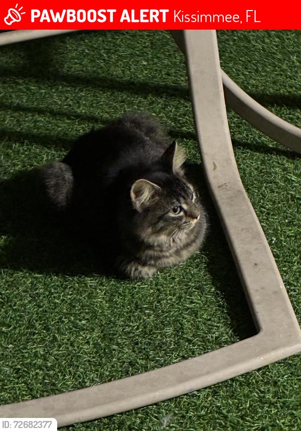 Lost Male Cat last seen He was in back yard and never to be seen again , Kissimmee, FL 34743
