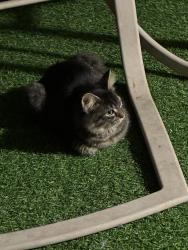 Lost Male Cat last seen He was in back yard and never to be seen again , Kissimmee, FL 34743