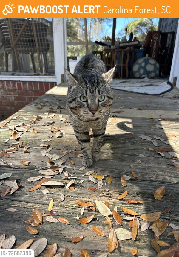 Found/Stray Male Cat last seen J Peters Restaurant , Carolina Forest, SC 29579