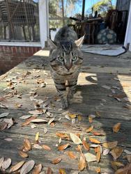 Found/Stray Male Cat last seen J Peters Restaurant , Carolina Forest, SC 29579