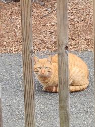 Found/Stray Unknown Cat last seen Vincent Road/Greenlodge Street area, Dedham, MA 02026