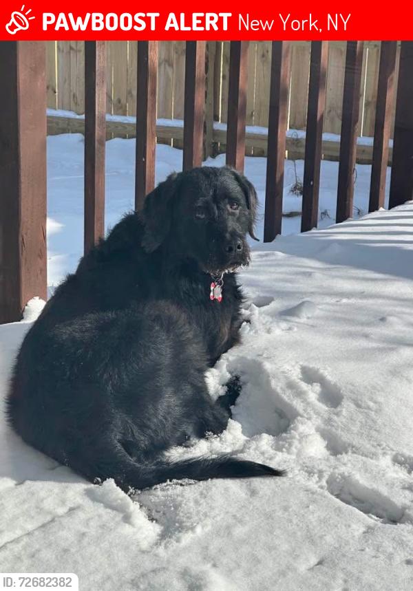 Lost Female Dog last seen Sioux Falls, Sioux Falls, SD 57104