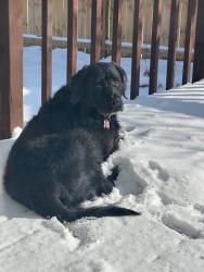 Lost Female Dog last seen Sioux Falls, Sioux Falls, SD 57104