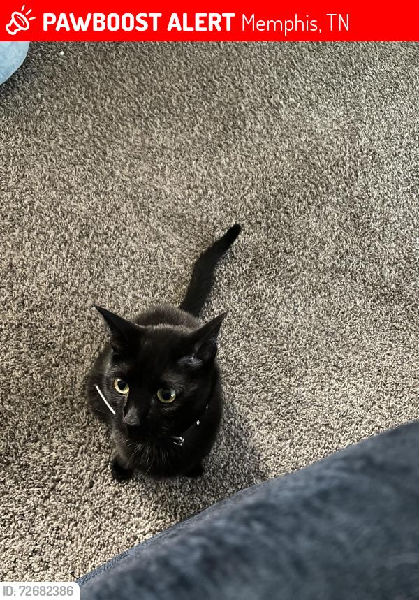 Lost Male Cat last seen Trinity Lakes apmts , Memphis, TN 38018
