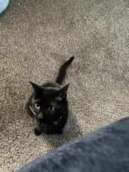 Lost Male Cat last seen Trinity Lakes apmts , Memphis, TN 38018
