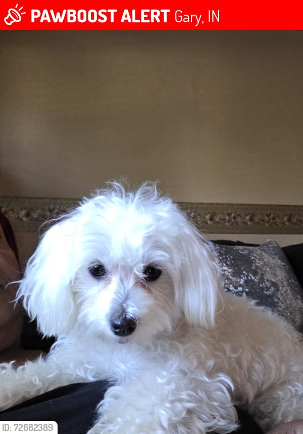 Lost Female Dog last seen 17thVirginia St , Gary, IN 46407