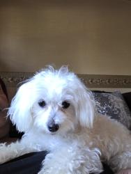 Lost Female Dog last seen 17thVirginia St , Gary, IN 46407