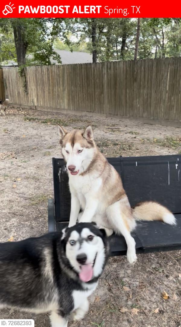 Lost Male Dog last seen Cypresswood Dr and 1960, Spring, TX 77387