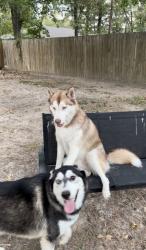 Lost Male Dog last seen Cypresswood Dr and 1960, Spring, TX 77387