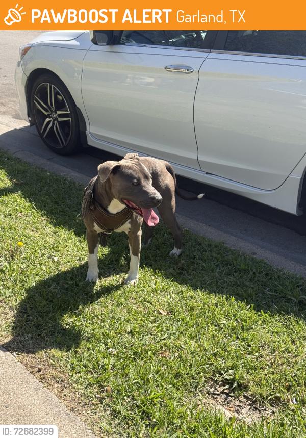 Found/Stray Unknown Dog last seen Front of my hse, Garland, TX 75041