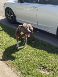 Found/Stray Unknown Dog last seen Front of my hse, Garland, TX 75041