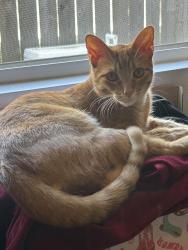 Lost Male Cat last seen Frio avenue, McAllen, TX 78504