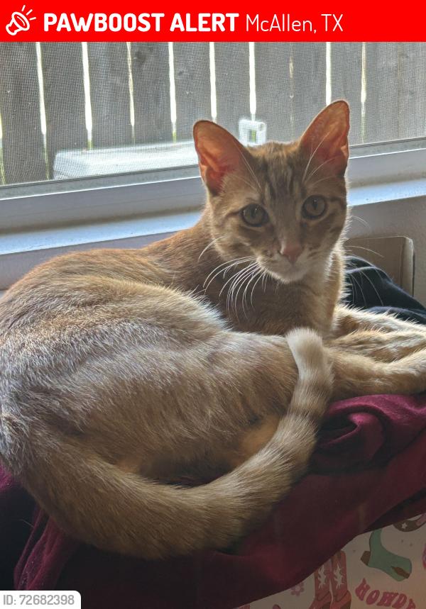 Lost Male Cat last seen Frio avenue, McAllen, TX 78504