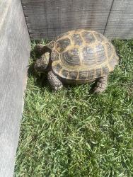 Found/Stray Unknown Reptile last seen Highland and Lomas Santa Fe , Del Mar, CA 92014