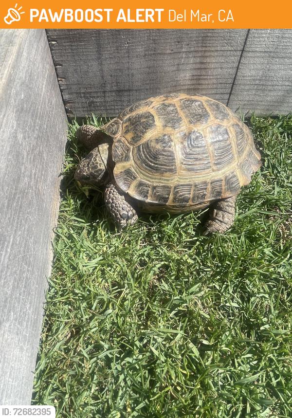 Found/Stray Unknown Reptile last seen Highland and Lomas Santa Fe , Del Mar, CA 92014