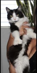 Lost Female Cat last seen The 101 & indian school, Phoenix, AZ 85037
