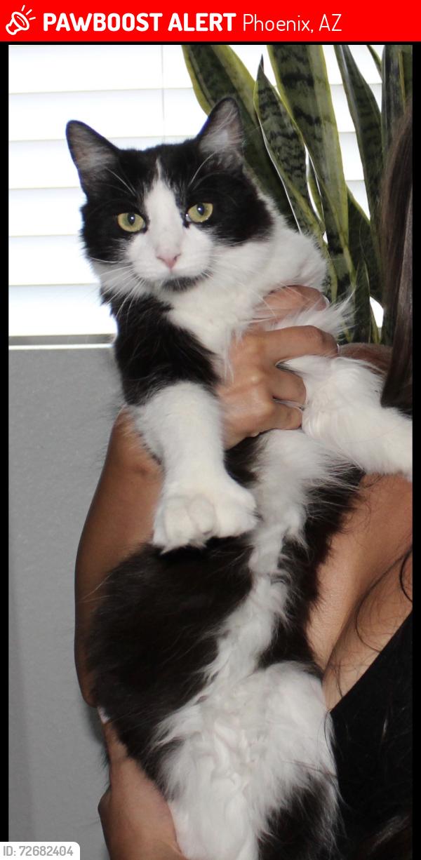 Lost Female Cat last seen The 101 & indian school, Phoenix, AZ 85037