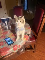 Lost Male Cat last seen Cathedral Dr , Tallahassee, FL 32310
