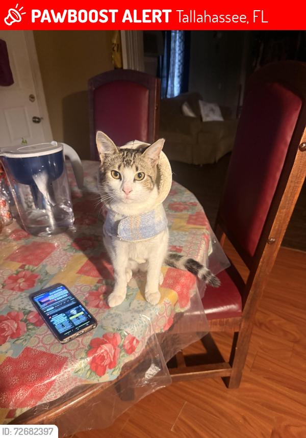 Lost Male Cat last seen Cathedral Dr , Tallahassee, FL 32310
