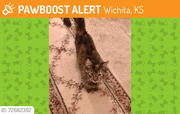 Found/Stray Female Cat last seen N 119th st & West 21st, Wichita, KS 67235