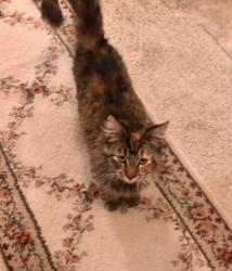 Found/Stray Female Cat last seen N 119th st & West 21st, Wichita, KS 67235