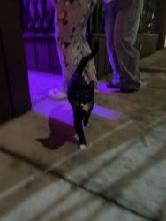 Found/Stray Unknown Cat last seen W North Ave & Lorel , Chicago, IL 60639