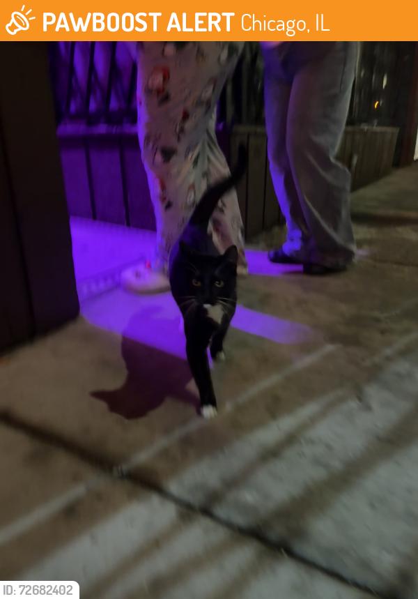 Found/Stray Unknown Cat last seen W North Ave & Lorel , Chicago, IL 60639