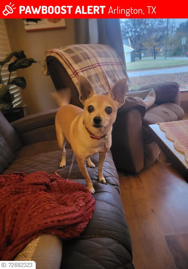 Lost Male Dog last seen austin st. and woodrow, Arlington, TX 76012