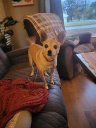 Lost Male Dog last seen austin st. and woodrow, Arlington, TX 76012