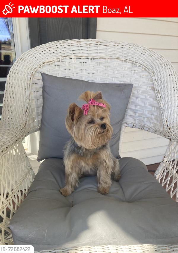 Lost Female Dog last seen Martin Road Boaz near Pebblebrook Subdivison , Boaz, AL 35957