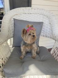 Lost Female Dog last seen Martin Road Boaz near Pebblebrook Subdivison , Boaz, AL 35957