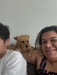 Lost Male Dog last seen Tulsa Oklahoma 27 st , Tulsa, OK 74129